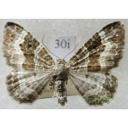 Epirrhoe alternata (Müller, 1764) Czech30i
